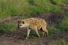 Spotted Hyena