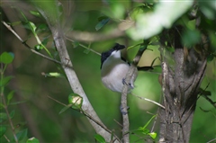 Tropical Boubou