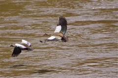 Egyptian Goose