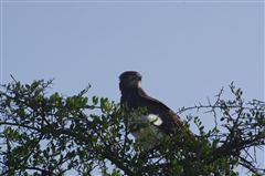 Black-chested Snake-eagle