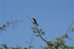 Lesser Striped Swallow