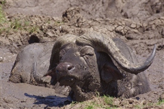 African Buffalo