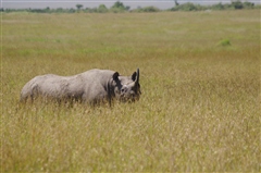 Black Rhinoceros