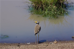 African Wattled Lapwing