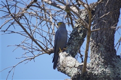 Grey Kestrel