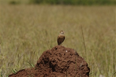 Rufous-naped Lark