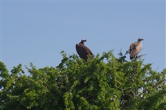 African White-backed Vulture