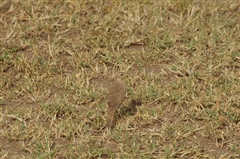 Plain-backed Pipit