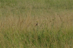 Yellow-rumped Seedeater