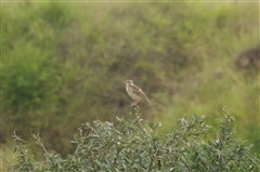 Rufous-naped Lark