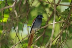 African Paradise Flycatcher