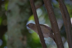 Arrow-marked Babbler