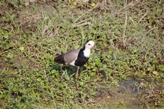 Long-toed Lapwing