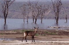 Defassa Waterbuck