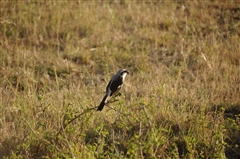 Grey-backed Fiscal