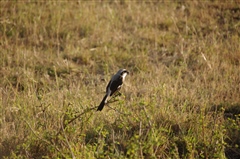 Grey-backed Fiscal