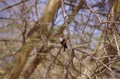 Grey-headed Kingfisher