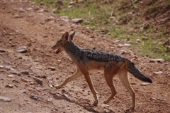 Black-backed Jackal