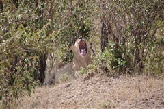 Lion