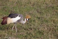 Grey Crowned Crane