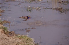 Malachite Kingfisher