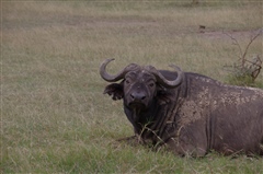 African Buffalo