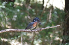 Giant Kingfisher