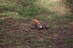 African Hoopoe