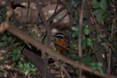 White-browed Robin-Chat