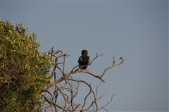 Bateleur