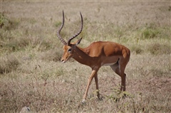 Impala