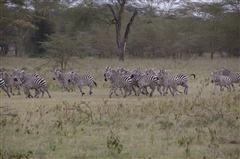 Common Zebra