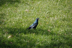 Greater Blue-eared Starling