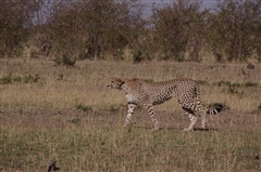 Cheetah