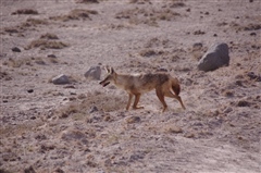 Golden Jackal