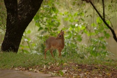 Kirk's Dik Dik