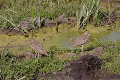 Water Thick-knee