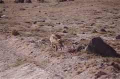 Golden Jackal