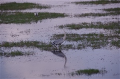 Grey Heron