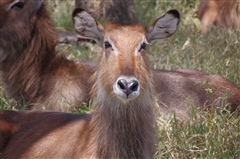 Defassa Waterbuck