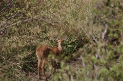 Southern Reedbuck