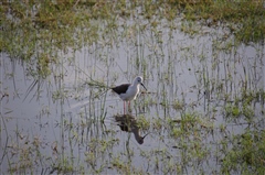 Black-winged Stilt