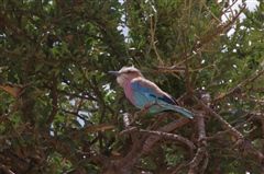 Lilac Breasted Roller