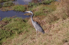 Black-headed Heron