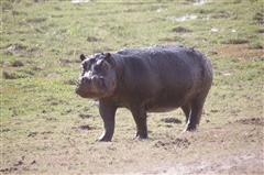 Hippopotamus