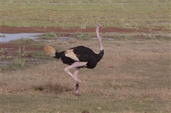 Common Ostrich