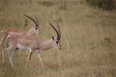 Grant's Gazelle