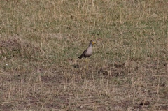 African Wattled Lapwing