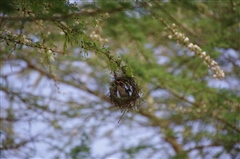 Red-Headed Weaver