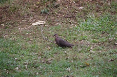 Ring-necked Dove